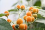 Solanum abutiloides