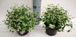 Euphorbia hypericifolia 'Diamond Frost' - Image 5