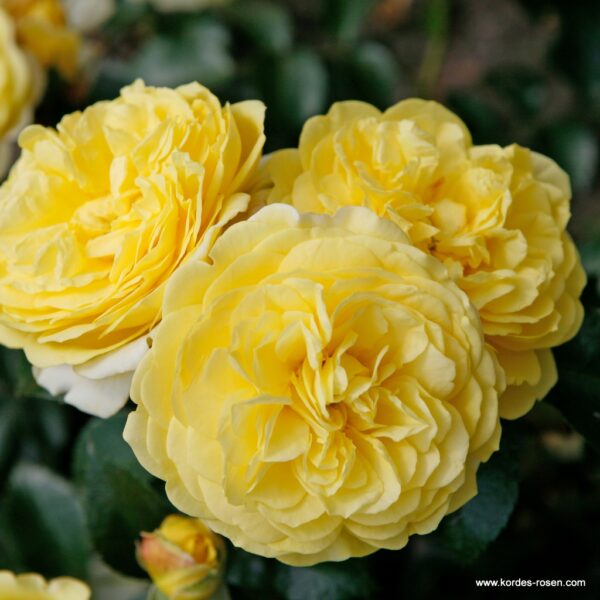ROSA KORDES 2L Solero – Mnohokvětá