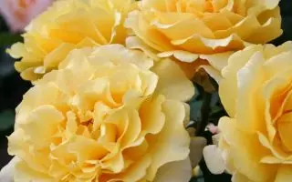 ROSA KORDES 2L Sunny Sky – velkokvětá růže keřová - Sunny Sky 2