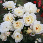 ROSA KORDES 2L Weisse Wolke