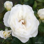 ROSA KORDES 2L Weisse Wolke - Image 2