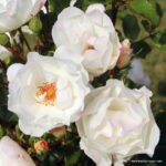 ROSA KORDES 2L Weisse Wolke - Image 3