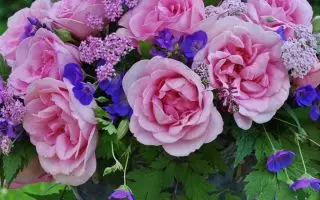 ROSA KORDES 2L Sweet Parole – velkokvětá růže keřová - abe5c1ffbe8734ab176d0ee8c5f9829c542d07a3