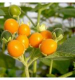 Solanum abutiloides - Image 2