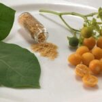 Solanum abutiloides - Image 3