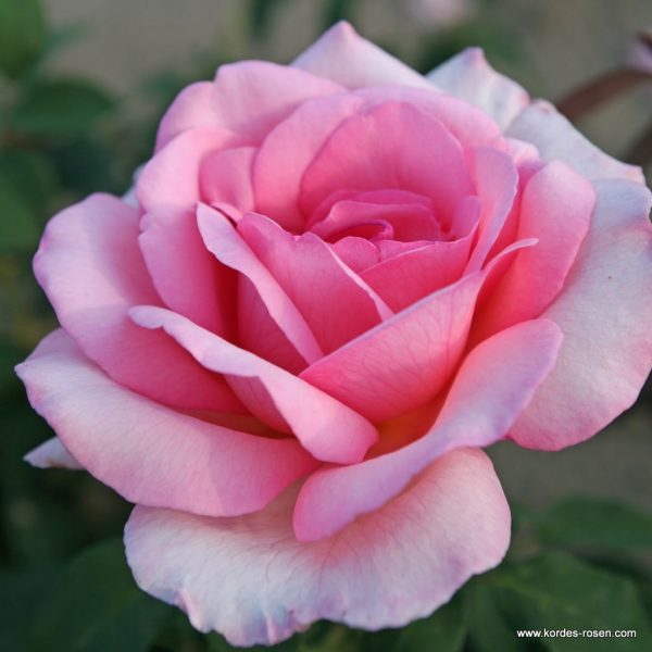 ROSA KORDES 2L Sweet Parole – velkokvětá růže keřová - f3c77a60b28afbea9bf7b4ca18de425c9c78ab81