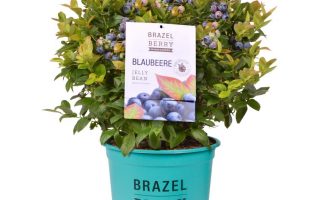 Borůvka BrazelBerries 'Berry Bux'® - RARITA !! - heidelbeere brazelberries jelly bean m097834 w 2