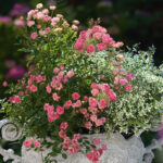 Euphorbia hypericifolia 'Diamond Frost' - Image 2