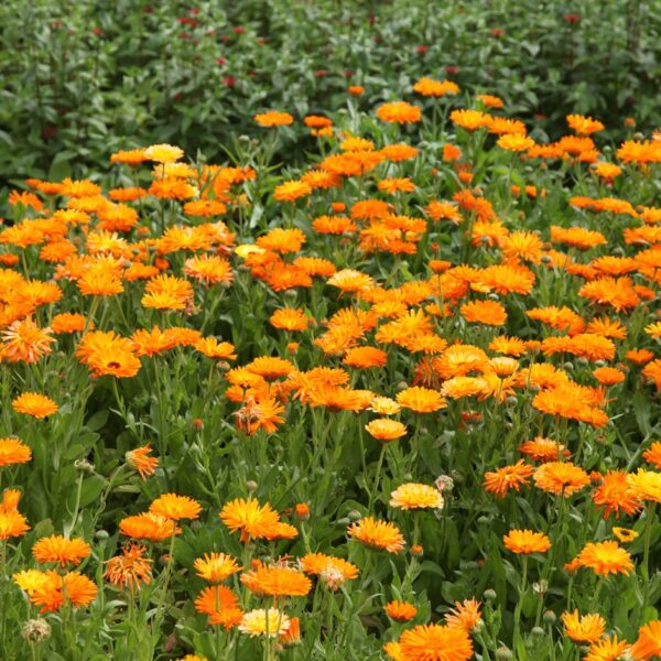 Calendula officinalis Měsíček lékařský, P 13