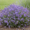 Lavandula angustifolia 'Essence Purple' - P 13