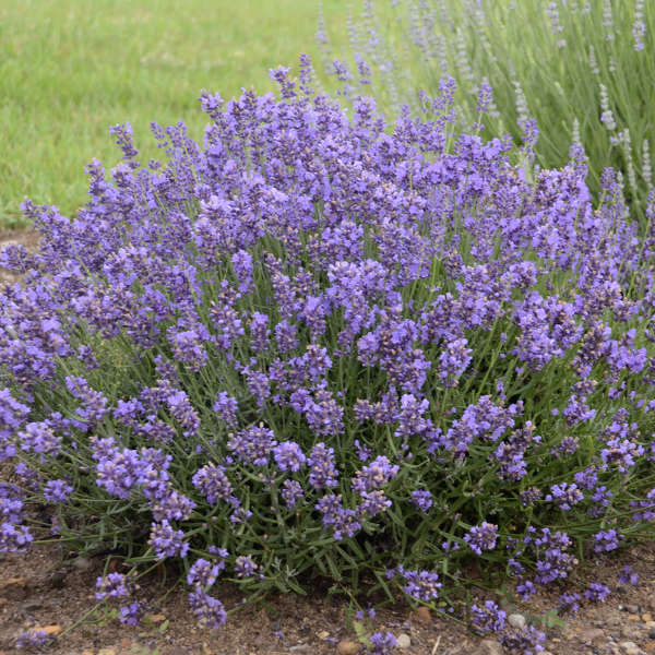 Lavandula angustifolia 'Essence Purple' - purple