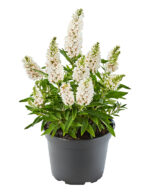 Buddleja davidii 'Summer Kids' - Image 6