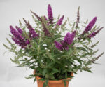 Buddleja davidii 'Summer Kids' - Image 7