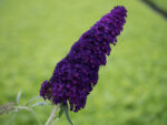 Buddleja davidii 'Summer Kids' - Image 9