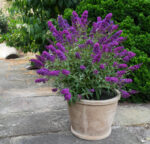 Buddleja davidii 'Summer Kids' - Image 5