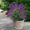 Buddleja davidii 'Summer Kids' - Bruno-modrá