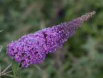 Buddleja davidii 'Summer Kids' - Image 2