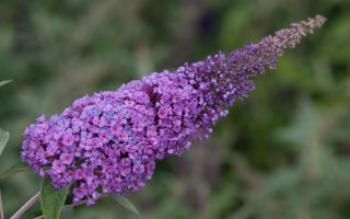 Buddleja davidii 'Summer Kids' - buddleja summer kids eddie 809294