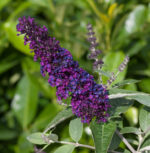 Buddleja davidii 'Summer Kids' - Image 3
