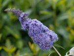 Buddleja davidii 'Summer Kids' - Image 4