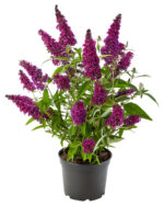 Buddleja davidii Summer Teens, C3L - Image 7