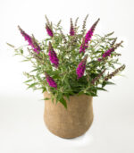 Buddleja davidii Summer Teens, C3L - Image 8