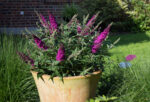 Buddleja davidii Summer Teens, C3L - Image 6