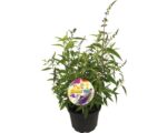 Buddleja davidii Summer Teens, C3L - Image 2