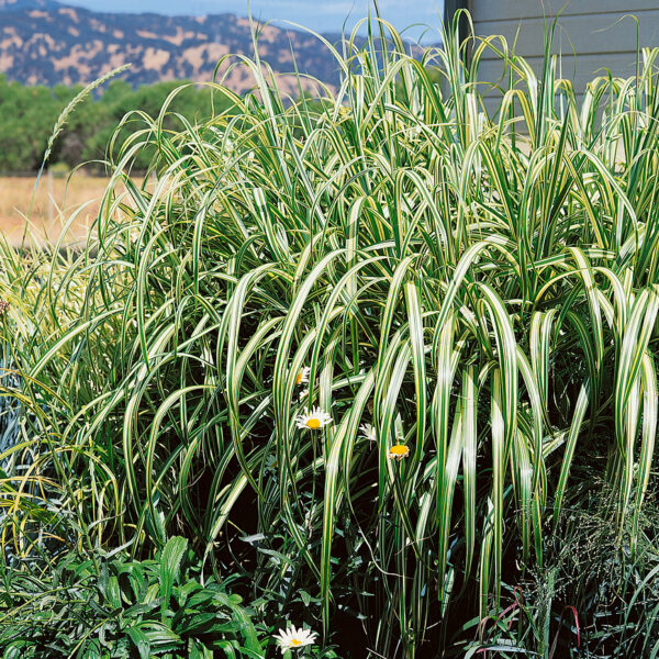 Miscanthus sinensis 'Cabaret'