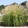 Miscanthus sinensis 'Yaku Jima' - Kontejner 3 l