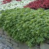 Pachysandra terminalis - Kontejner 1,5 l