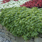 Pachysandra terminalis