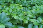 Pachysandra terminalis - Image 2