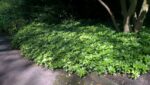 Pachysandra terminalis - Image 3