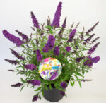 Buddleja davidii Summer Teens, C3L - Image 9