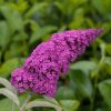 Buddleja davidii Summer Teens, C3L - Bruno Blue-modrá