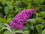 Buddleja davidii Summer Teens, C3L