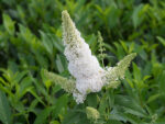 Buddleja davidii Summer Teens, C3L - Image 4