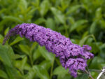 Buddleja davidii Summer Teens, C3L - Image 3