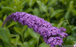 Buddleja davidii Summer Teens, C5L - copyr artmeyer buddleja summer teens vivien 338508