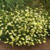 Coreopsis verticilata 'Moonbeam' - Kontejner, pr. 9 cm