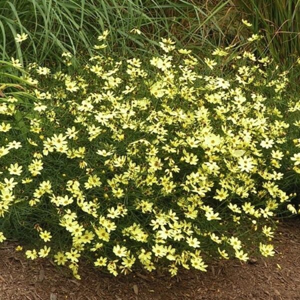 Coreopsis verticilata 'Moonbeam'