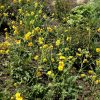 Geum hybridum 'Goldball' - Kontejner, pr. 9 cm