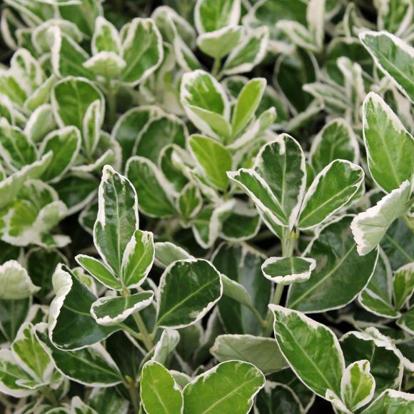Euonymus japonicus 'Kathy'
