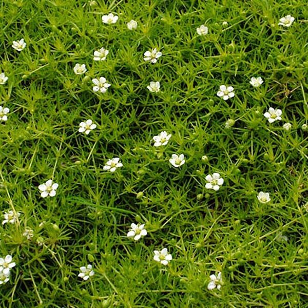 Sagina subulata