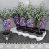 Eucalyptus gunnii 'Azura' - P11-výška kmínku 10-15 CM