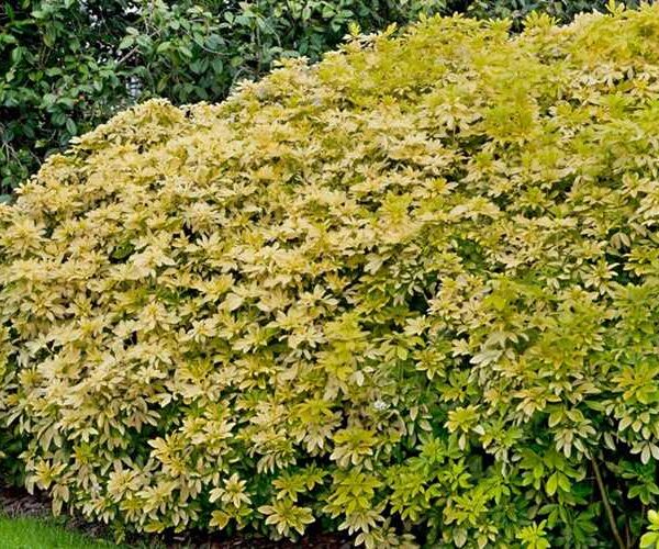 Choisya ternata 'Brica'