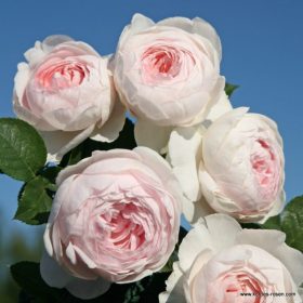Floribundy - mnohokvěté růže