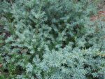 Podocarpus lawrencei ´Blue Gem´ C3L - Image 2